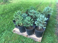 1-2ft BLUE SPRUCE TREES