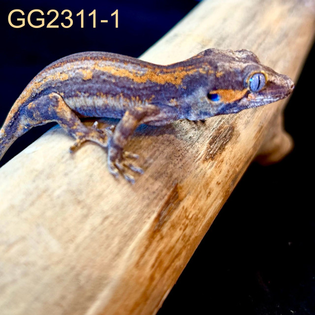GG2311-1 Gargoyle Gecko in Reptiles & Amphibians for Rehoming in Edmonton