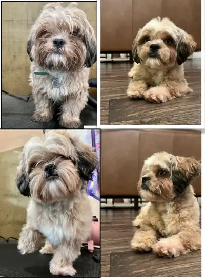 "Get your pup squeaky clean! Dirty paws Dogs Grooming is now accepting new clients! Book your first...