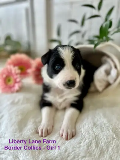 Border Collie puppies, View more