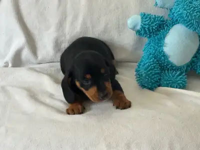 CKC Registered Miniature Dachshund Puppies Last One!, View more