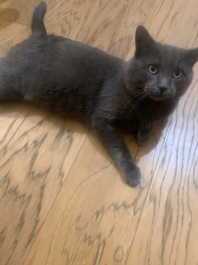 Beautiful Gentle Cat in Cats & Kittens for Rehoming in Sarnia - Image 2
