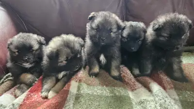 Keeshond Pups, View more