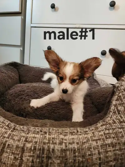 papillon puppies, View more
