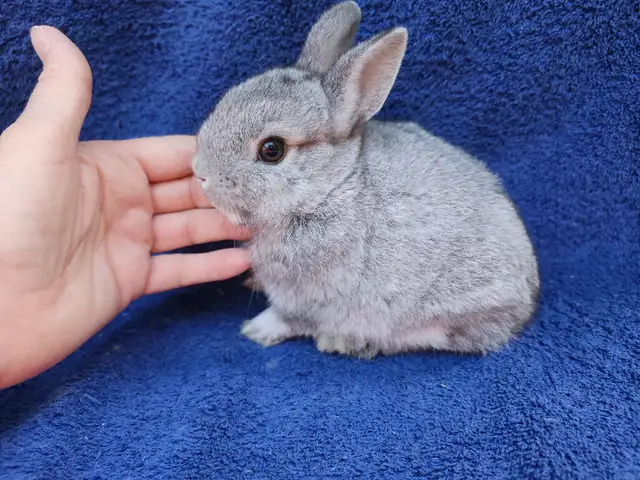 EXTRAODINAIRE BÉBÉ lapin nain néerlandais mâle *MALE BABY BUNNY in Small Animals for Rehoming in City of Montréal - Image 8