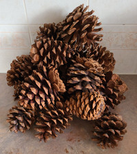 3-4" pine cones