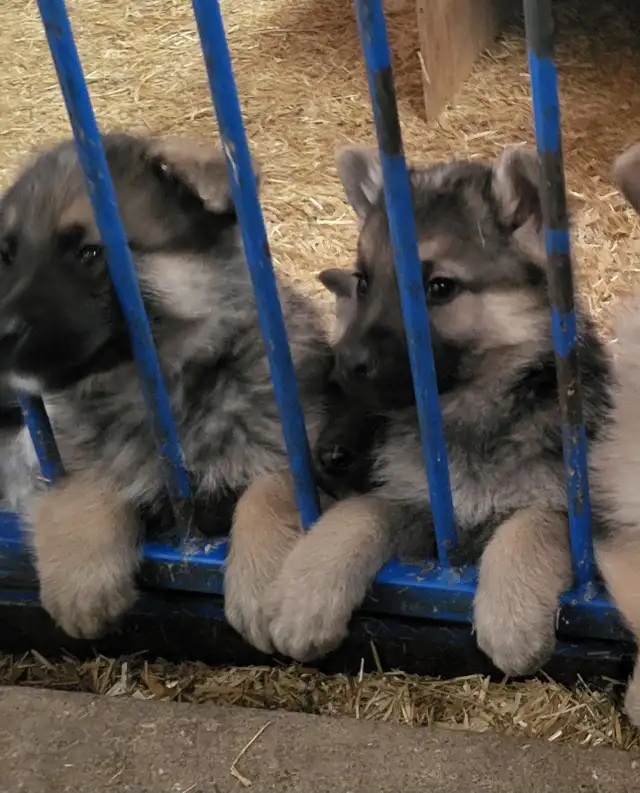 German Shephard puppies in Dogs & Puppies for Rehoming in Norfolk County - Image 13