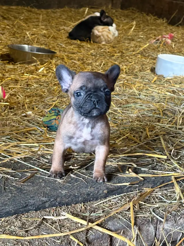 French bulldog Pups in Dogs & Puppies for Rehoming in Winnipeg - Image 4