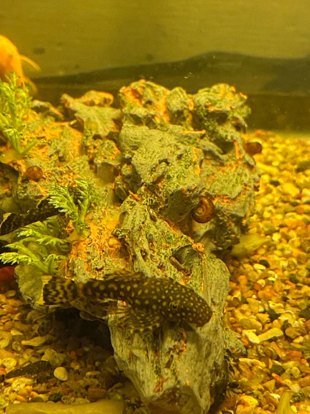 Brown bristlenose plecos  in Fish for Rehoming in Cranbrook - Image 2