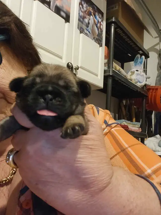 pug puppy ready fathers day in Dogs & Puppies for Rehoming in Kitchener / Waterloo - Image 6