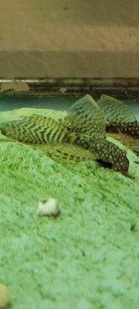 Long fin pleco