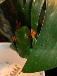 Red-eyed tree frog with terrarium- for sale!