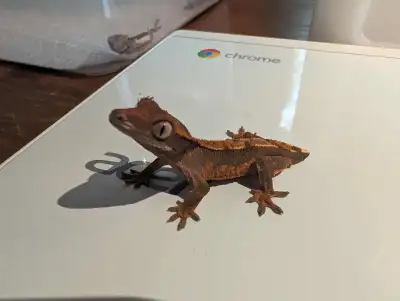 Gecko baby, View more