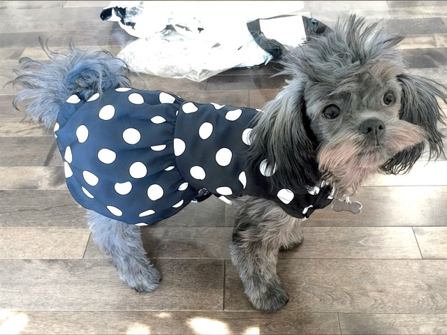 (xs) dog Dress - clean, fur-free in Accessories in Sudbury - Image 4
