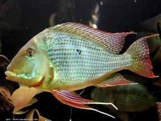 Recherche Geophagus Sveni, Abalios et autres in Fish for Rehoming in Laval / North Shore