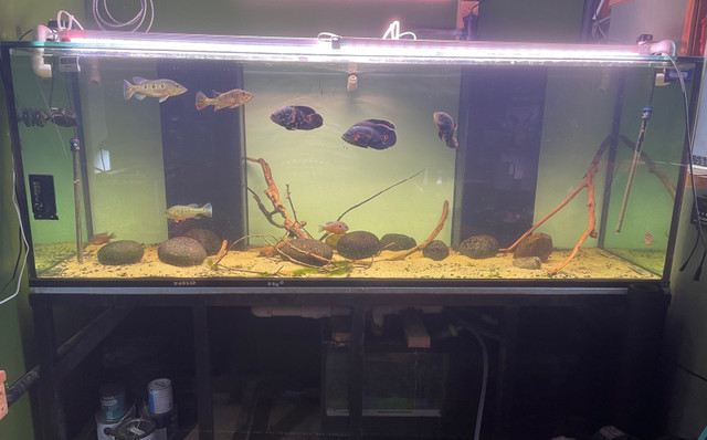 FISH ROOM CLEAROUT!  in Fish for Rehoming in Oshawa / Durham Region