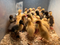 Just hatched ducklings 
