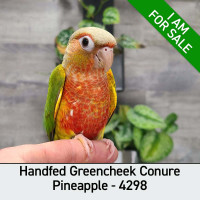 ON SALE Handfed Pineapple Greencheek Conures
