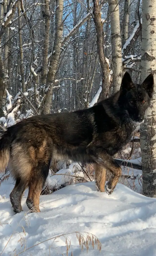TAMASKAN PUPS (Ultimate Shepsky) in Dogs & Puppies for Rehoming in Edmonton - Image 6
