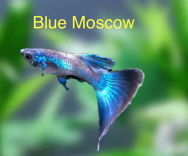 Blue Moscow Guppies in Fish for Rehoming in Mississauga / Peel Region - Image 4