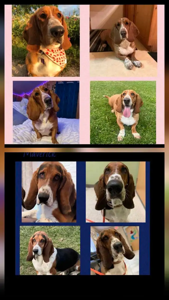 Only 2 Basset Babies Left! in Dogs & Puppies for Rehoming in Stratford - Image 5
