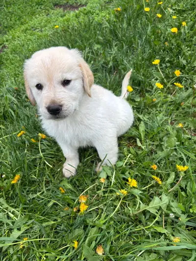 Golden retriever & Great Pyrenees pups, View more