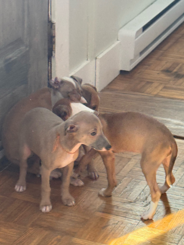 Lévrier Italien dans Chiens et chiots à adopter  à Granby - Image 4