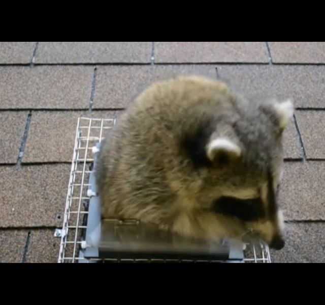 Quality affordable wildlife animal removal ,Raccoon ,squirrel  in Other in City of Toronto - Image 2