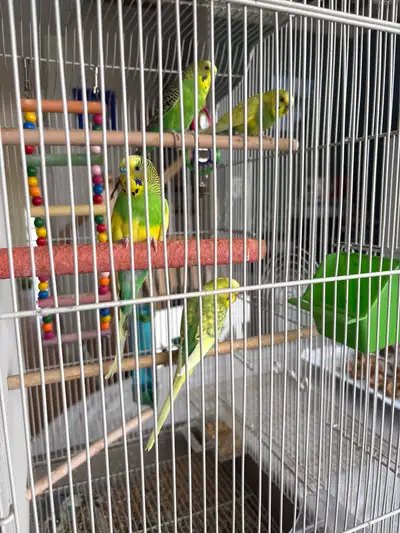 Colourful Budgies , View more