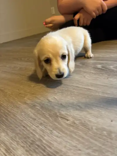 Gorgeous Purebred Long Haired Dachshund Puppies, View more