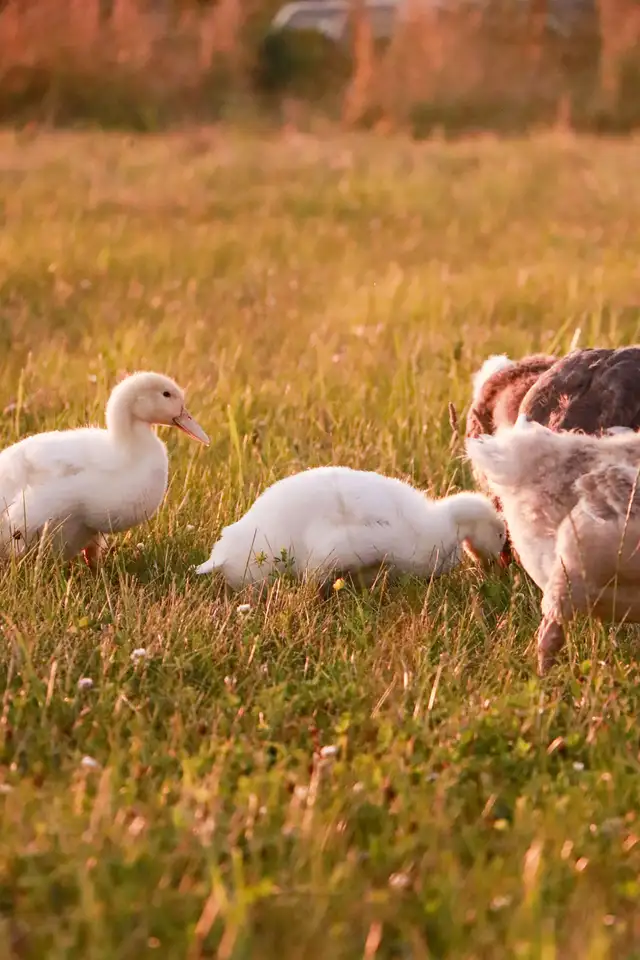 We Offer A Forever Home For Livestock in Livestock in Hamilton - Image 10