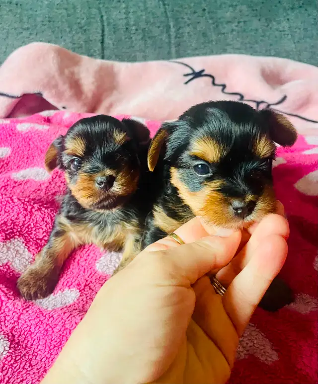 100% beautiful Pure Yorkshire Terrier puppies one left girls in Dogs & Puppies for Rehoming in Markham / York Region - Image 10