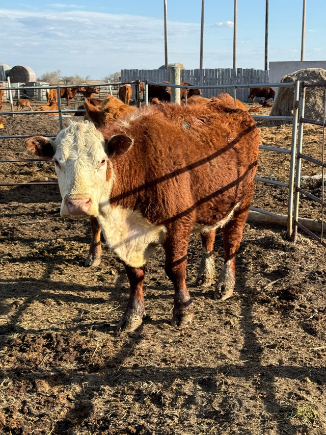 Butcher cow in Livestock in Regina - Image 2