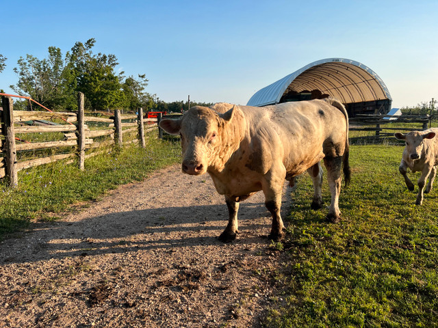 mature Charolais bull in Livestock in Barrie - Image 2
