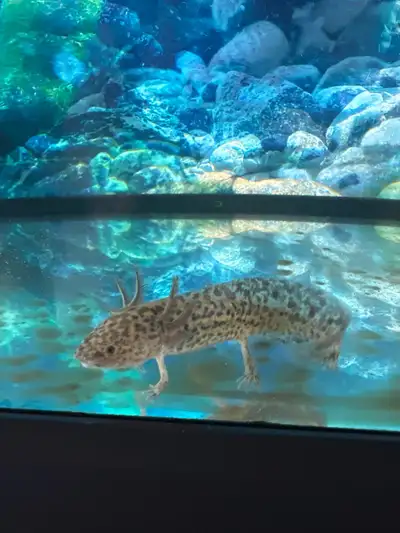 Axolotl (wild type), View more