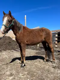 Poa/ quarter horse cross 3 year old filly 
