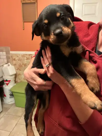 Rottweiler puppies *1 girl left*, View more