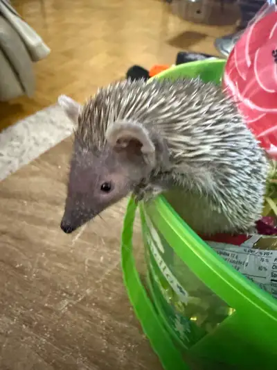 Lesser tenrec 2024 female Docile Eating cat food and occasional insects Looks like a hedgehog but re...