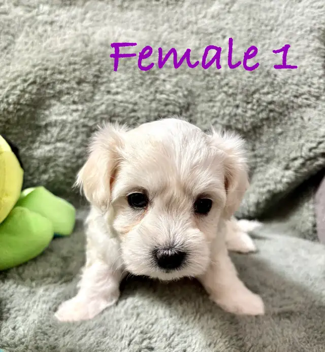 Maltese puppies in Dogs & Puppies for Rehoming in Winnipeg - Image 7