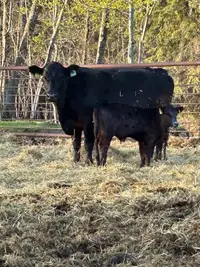 Cow/calf pairs 