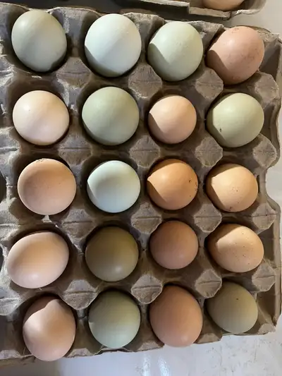 Lavendar Orpington, BYM, Bantam Cochin  Hatching Eggs, View more