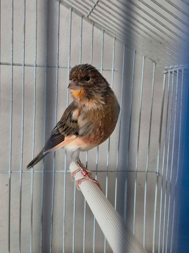 Male canary $80 in Birds for Rehoming in London - Image 4