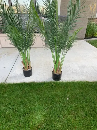 Palms - $25.00 each, View more