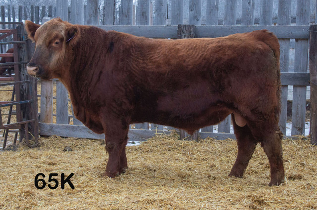 2yr old Red Angus Yearling Bulls in Livestock in Saskatoon - Image 4