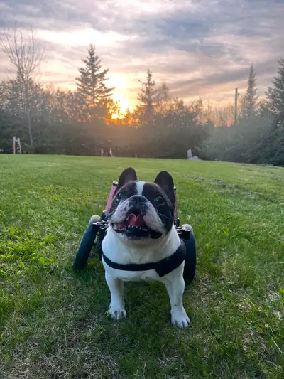 Pet sitting and dog walking!, View more
