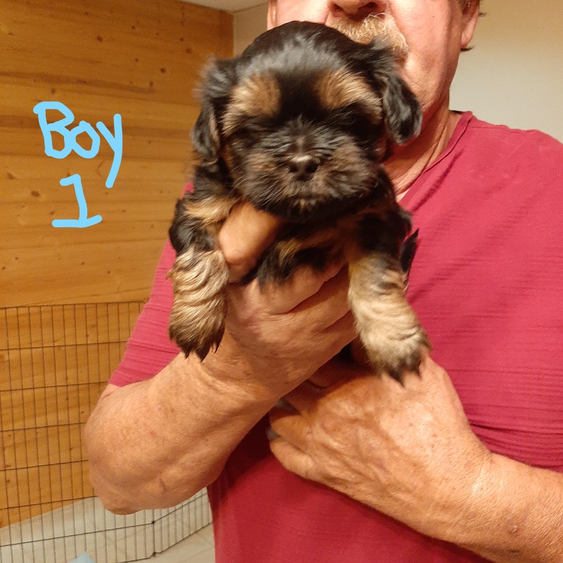 Rare color Shih Tzu pups 3 girls 3 boys left Dogs & Puppies for Rehoming Red Deer Kijiji