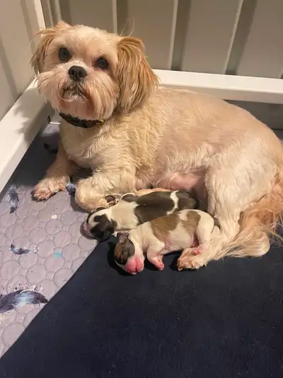 Our beautiful malshi pair have two gorgeous boys available during spring break. We are responsible b...