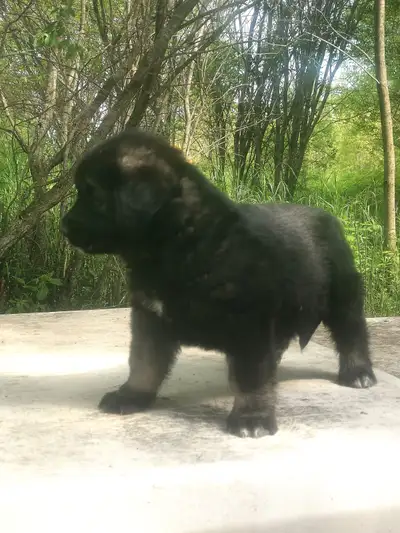 Caucasian Ovcharka Puppies, View more