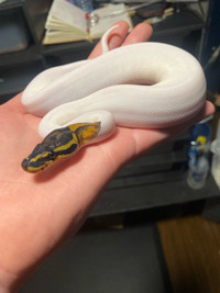 High White Pied Female Ball Python