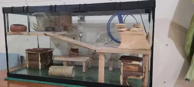 Cage (vivarium) pour petits rongeurs. Parfais pour un hamster OU 2 gerbilles. Vient avec tous les ac...